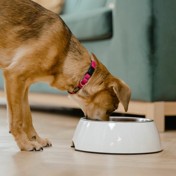 Feeding Bowls & Accessories