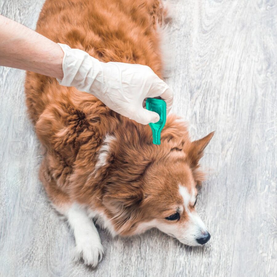 Dog flea and worming
