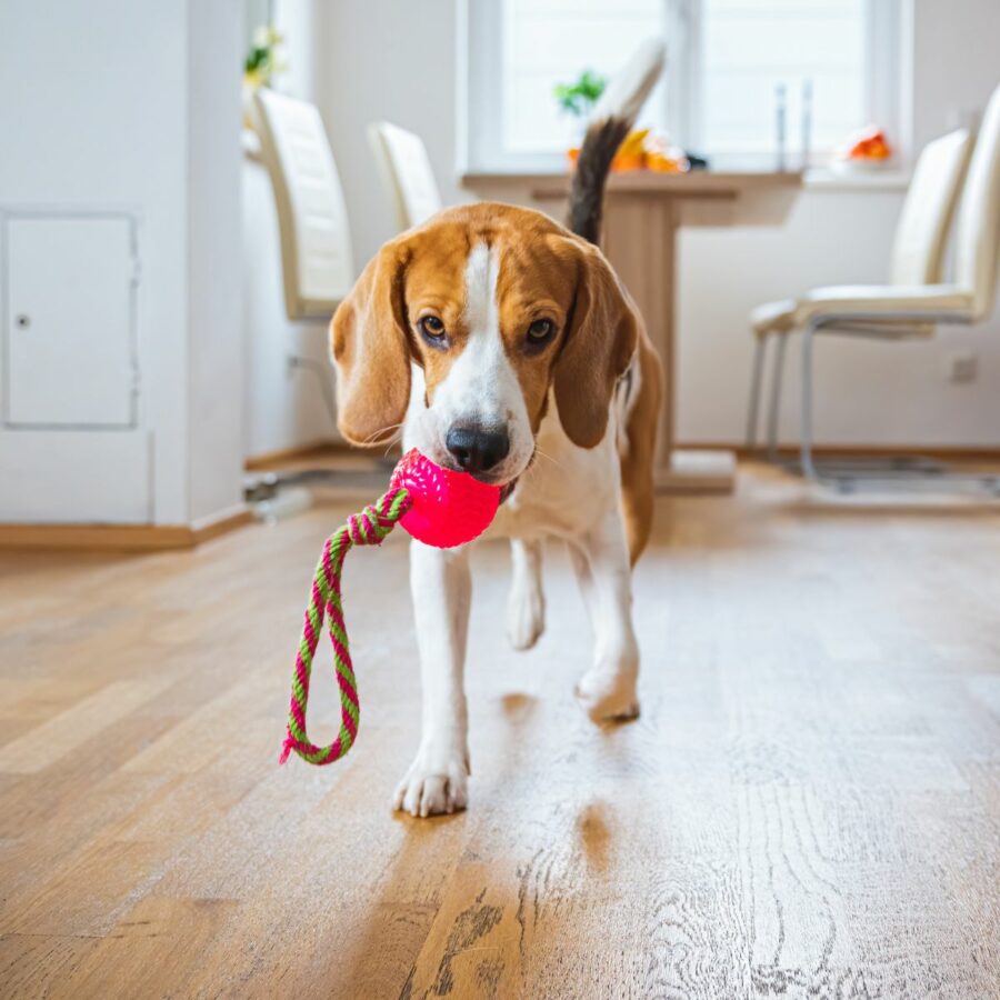 Dog toy
