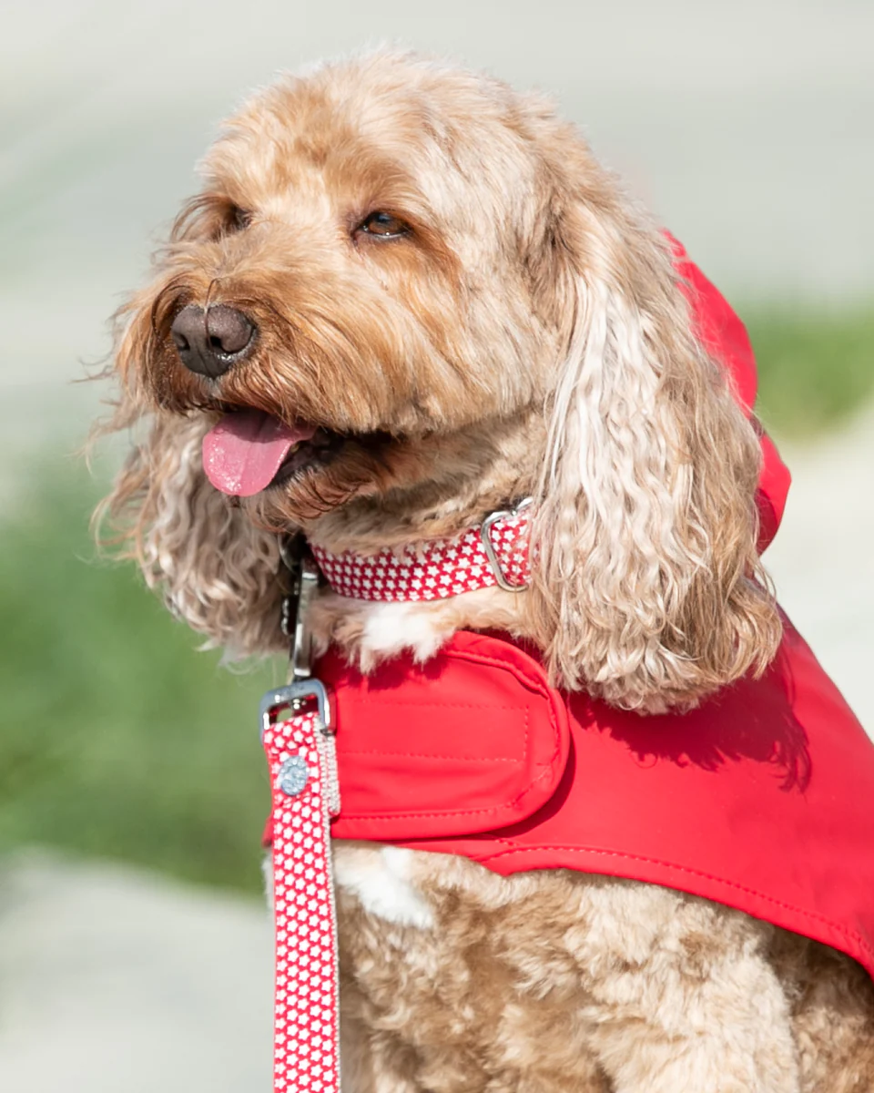 Hugo & Hudson Fabric Dog Collar - Red Star from Catdog Store