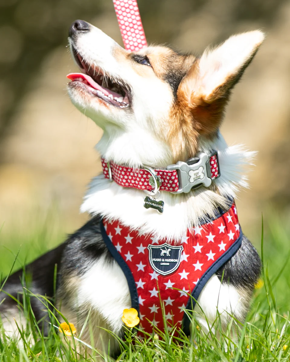 Hugo & Hudson Fabric Dog Collar - Red Star from Catdog Store